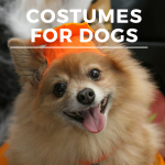 Halloween Costumes For Dogs
