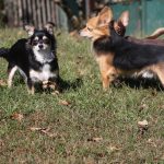 Chip and Scruffy Long Hair Chihuahua's